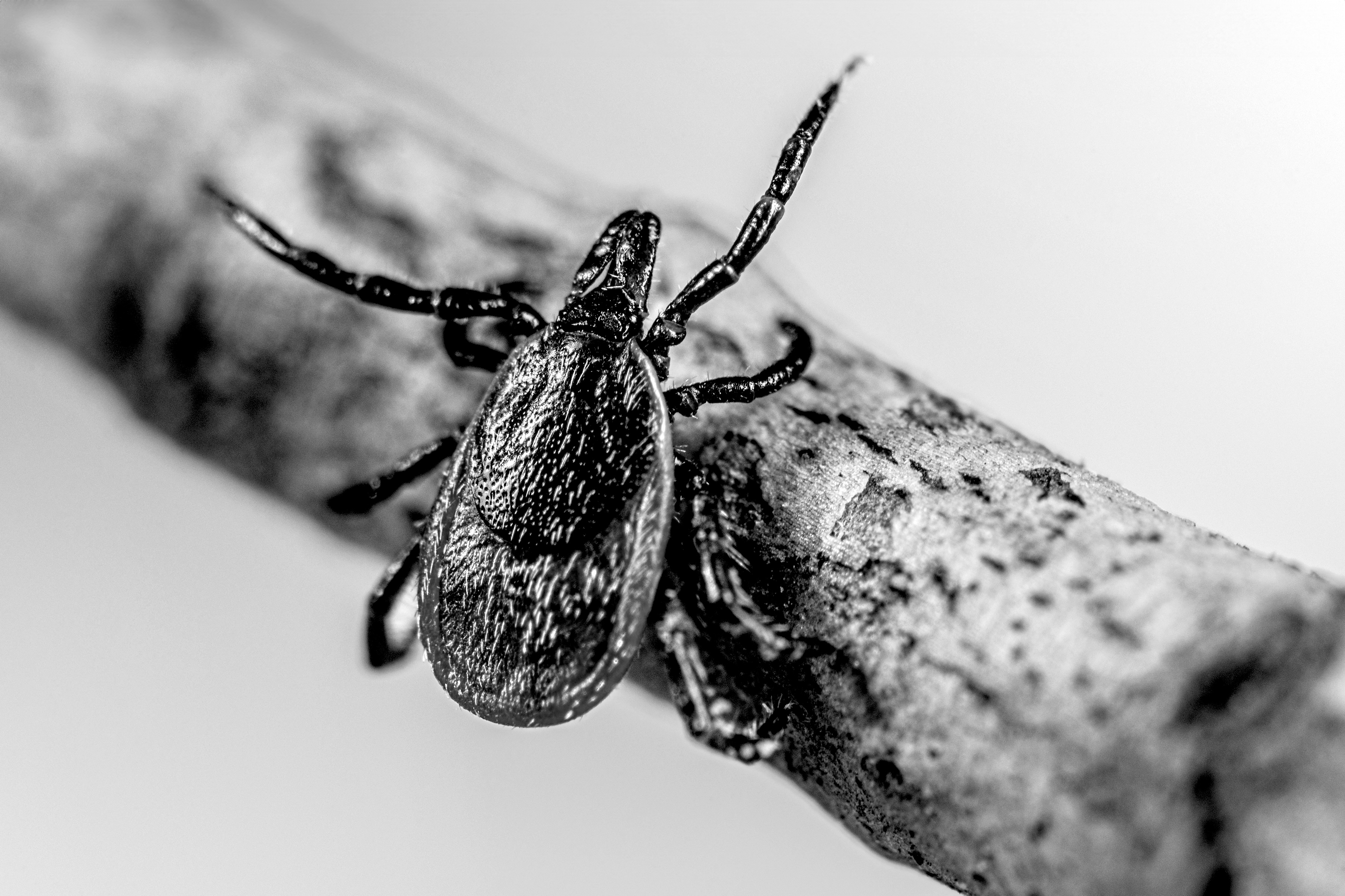 Photo courtesy of the US Centers for Disease Control Blacklegged tick