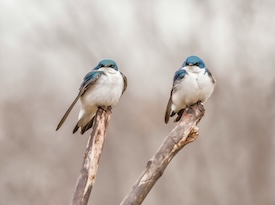 Photo by Dulcey Lima on Unsplash Two bluebirds perched on a branch