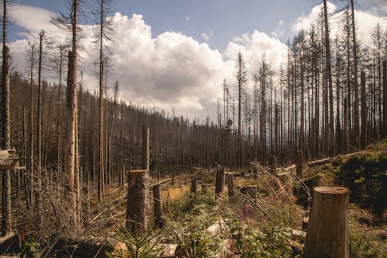 Photo by Florian Rebmann on Unsplash Dead trees in forest