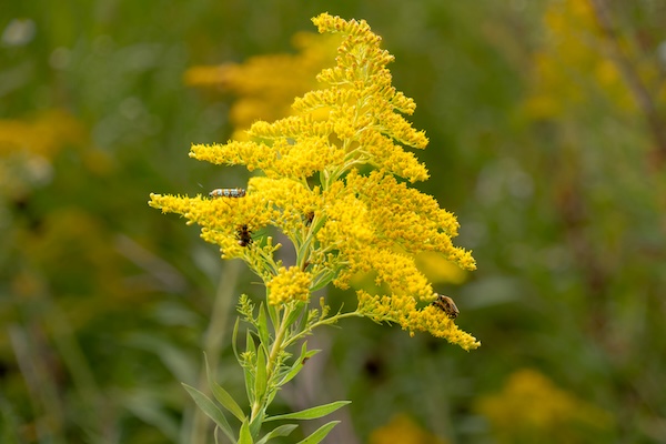 Photo by Jeffrey Hamilton on Unsplash goldenrod
