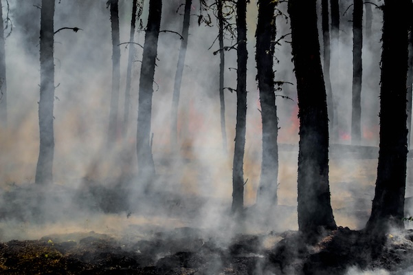 Photo by Joanne Francis on Unsplash Forest on fire