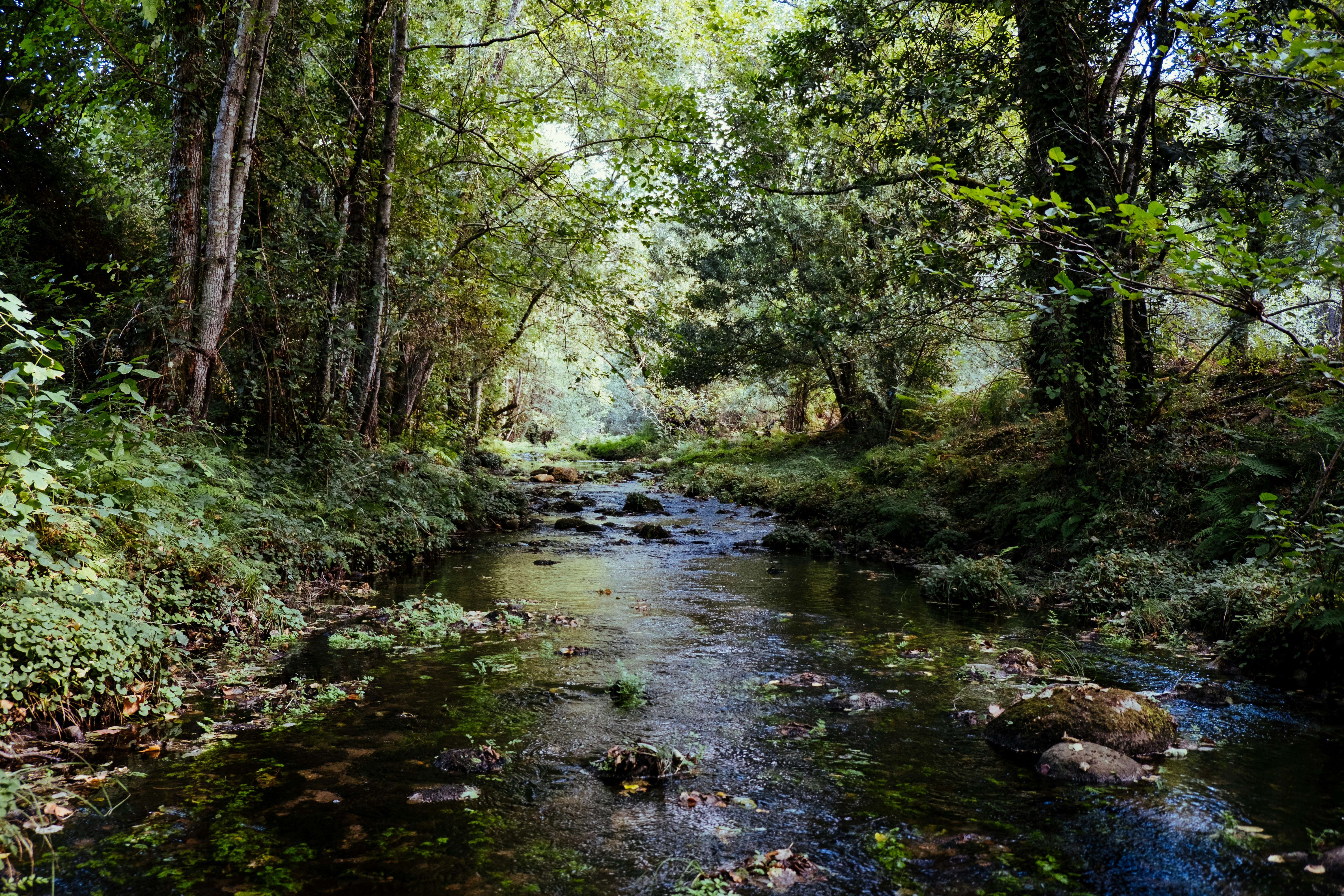 Photo by Karim Sakhibgareev on Unsplash Stream running through a forest