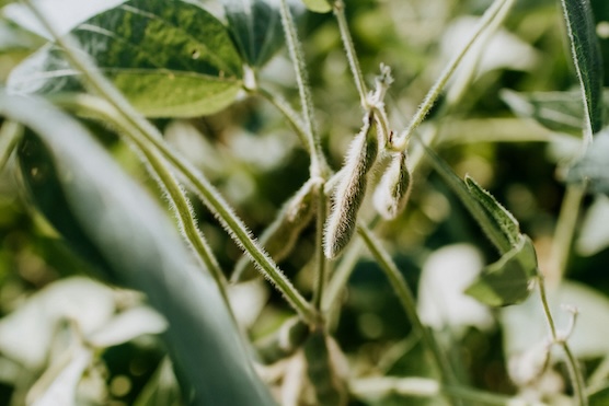 Soybean pod close up in-field