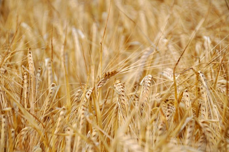 Photo by Isak Engstrom on Unsplash Field filled with golden grain