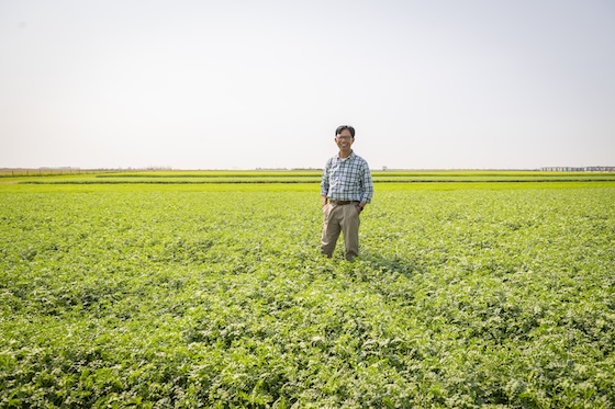 Researcher standing in a field of chickpeas